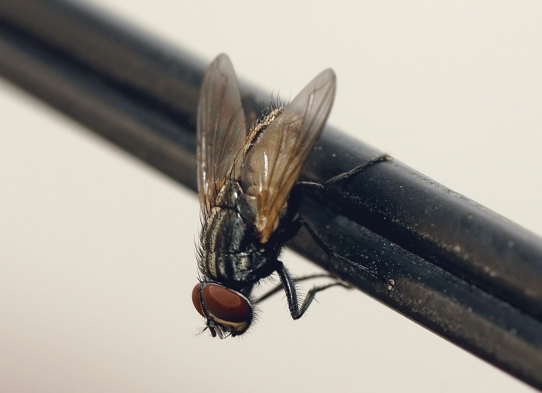 House fly resting on a surface